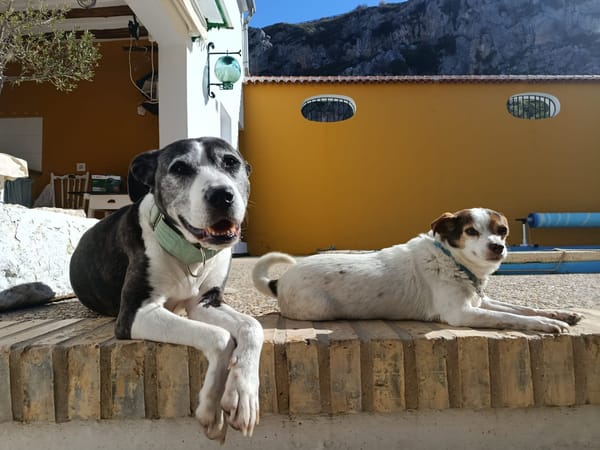 MARYLINN (union animal)