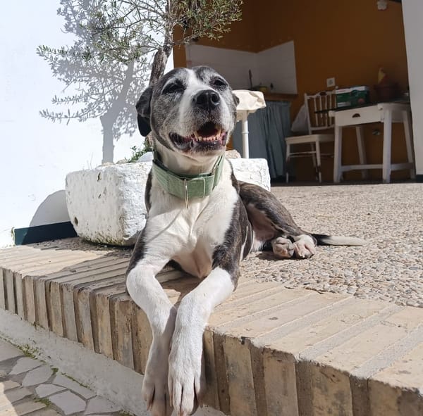 MARYLINN (union animal)