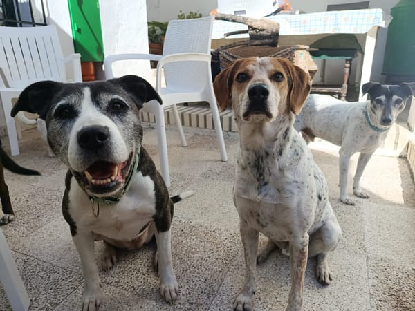 MARYLINN (union animal)