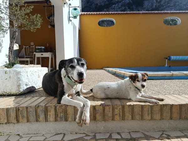 MARYLINN (union animal)