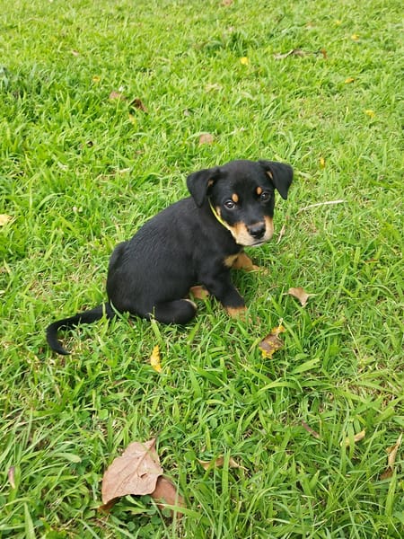 Barça la petite boule de tendresse