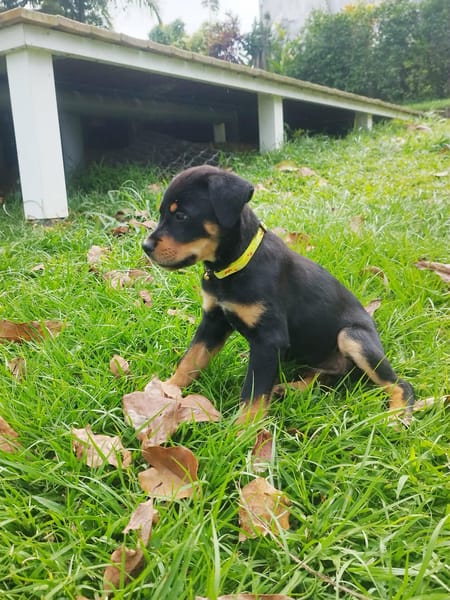 Barça la petite boule de tendresse