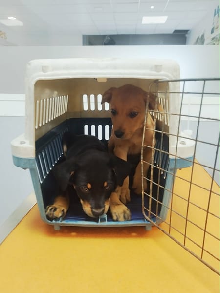 Barça la petite boule de tendresse