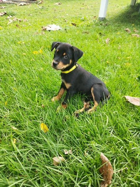 Barça la petite boule de tendresse