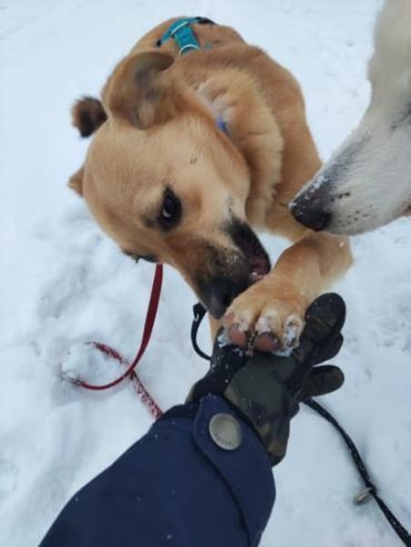 KESSI  * Gute Laune Gefährtin