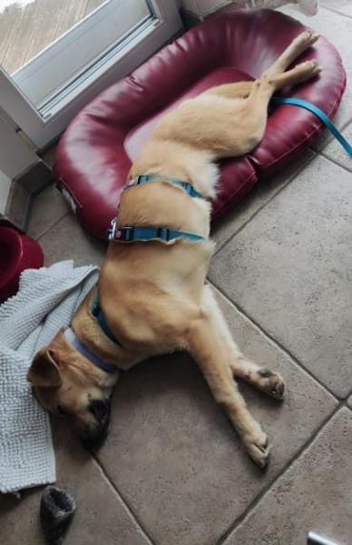 KESSI  * Gute Laune Gefährtin