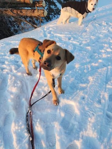 KESSI  * Gute Laune Gefährtin