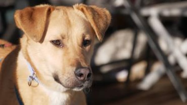 KESSI  * Gute Laune Gefährtin