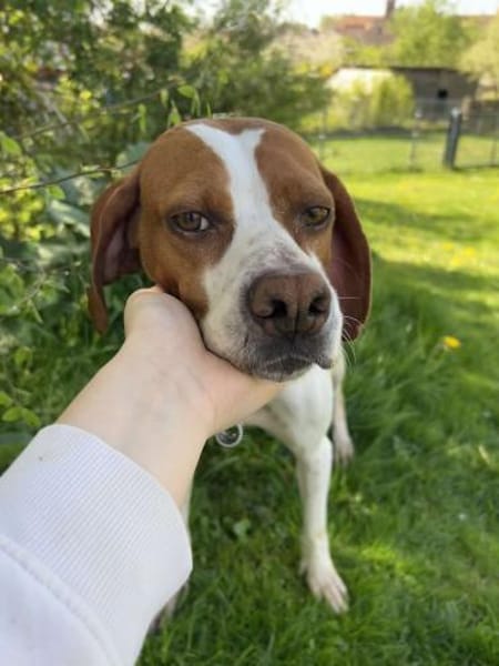 Lotta aktive Pointer Mischling Hündin