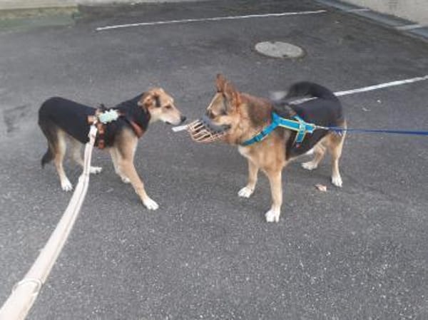 Leevi - süsser Senior sucht