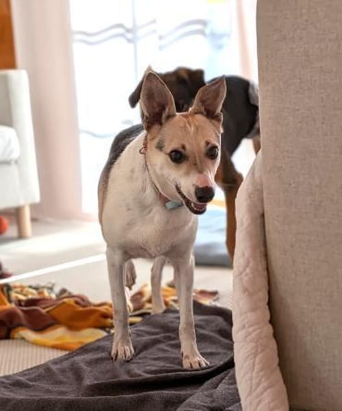 Sanfte, verschmuste Feya bei München!