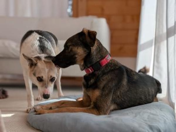 Sanfte, verschmuste Feya bei München!