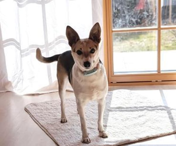 Sanfte, verschmuste Feya bei München!