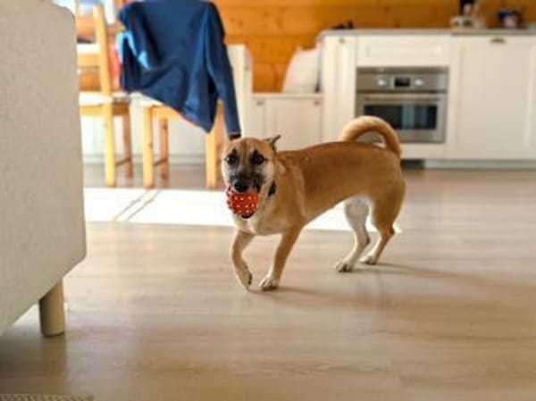 Zuckersüße kleine Dolly bei München!