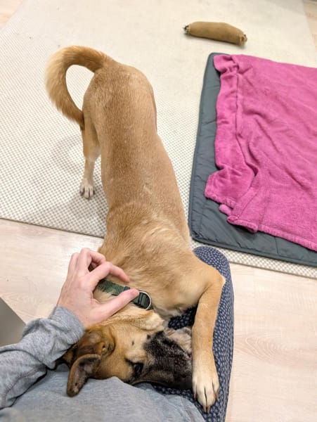 Zuckersüße kleine Dolly bei München!