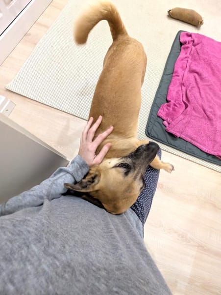 Zuckersüße kleine Dolly bei München!