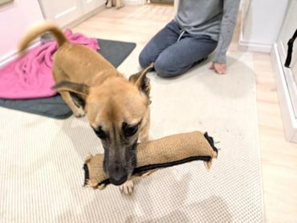 Zuckersüße kleine Dolly bei München!