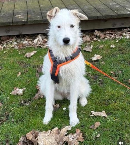 Aivi sucht ihr Zuhause