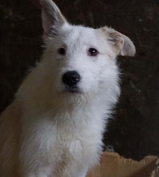 Aivi sucht ihr Zuhause