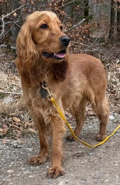 Bagle sucht seine Menschen in Bayern