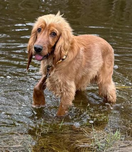 Bagle sucht seine Menschen in Bayern