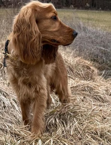 Bagle sucht seine Menschen in Bayern
