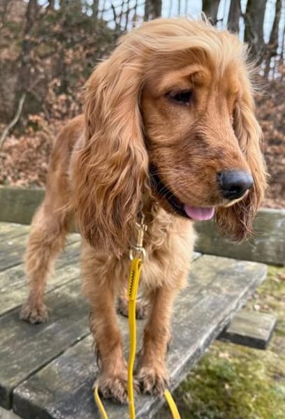 Bagle sucht seine Menschen in Bayern