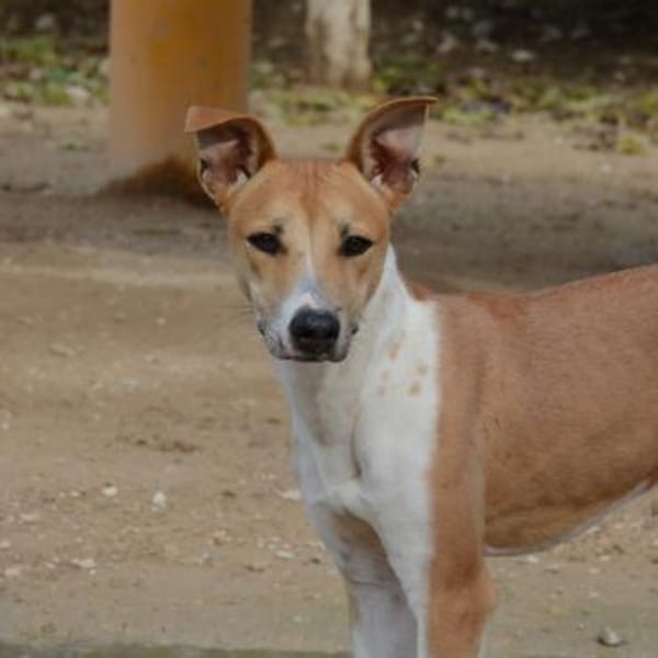 Olimpo sucht seine Menschen