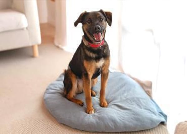 Ganz lieber, junger Simba bei München!