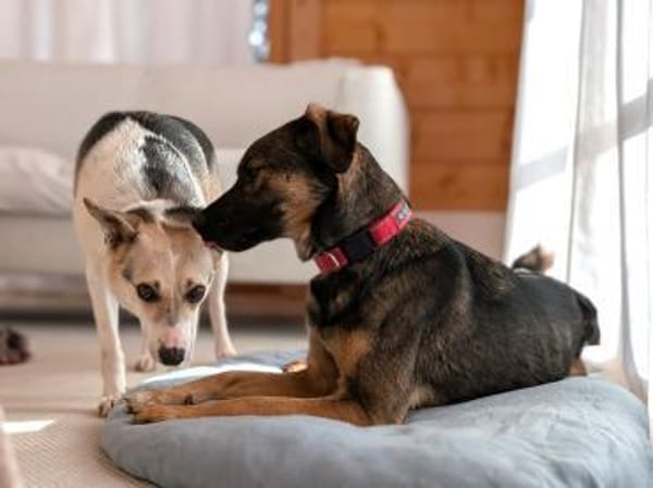 Ganz lieber, junger Simba bei München!