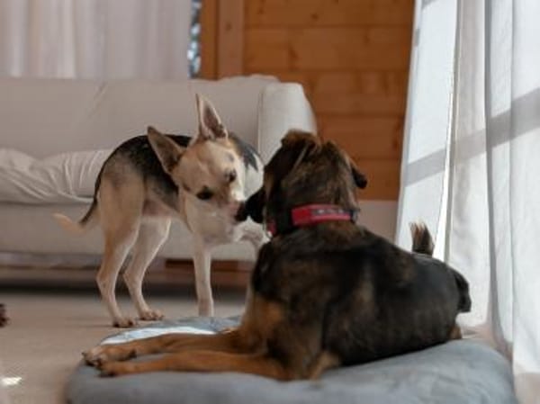 Ganz lieber, junger Simba bei München!