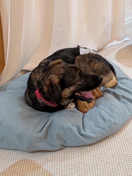 Ganz lieber, junger Simba bei München!