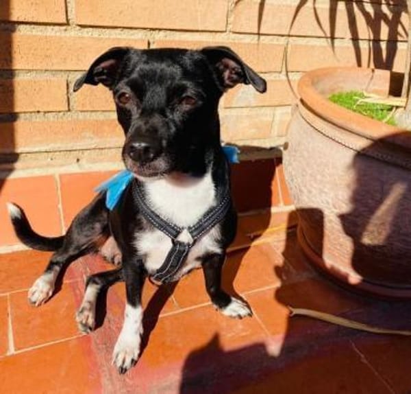 Cuba sucht ein neues Zuhause