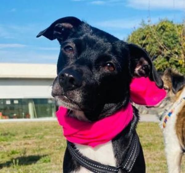 Cuba sucht ein neues Zuhause