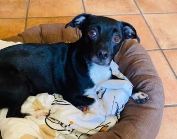 Cuba sucht ein neues Zuhause