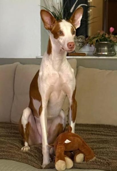 Caramelo3 sucht ein Zuhause