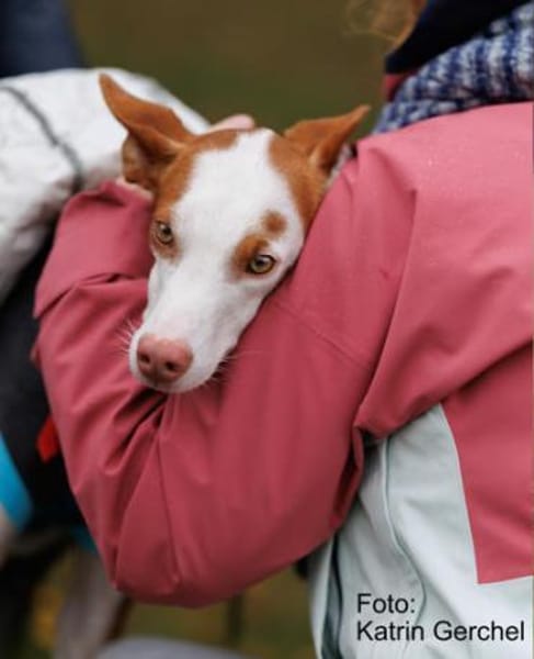 Caramelo3 sucht ein Zuhause