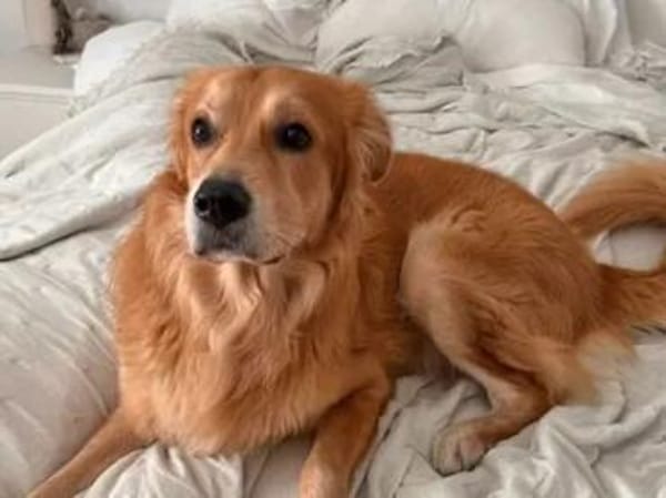 OREO - er sucht sein Glück