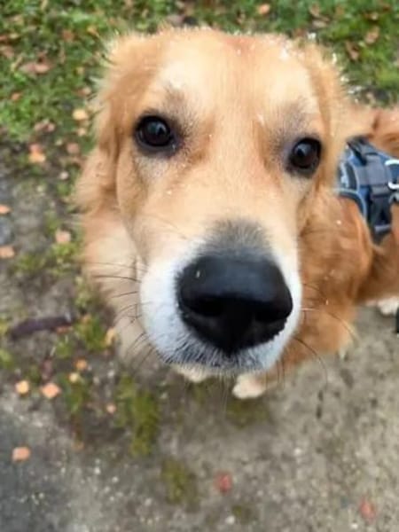 OREO - er sucht sein Glück