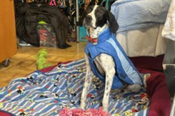 AGATHI - zauberhafte Junghündin