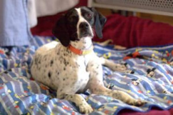 AGATHI - zauberhafte Junghündin