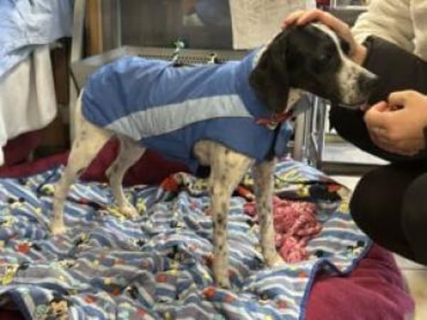 AGATHI - zauberhafte Junghündin