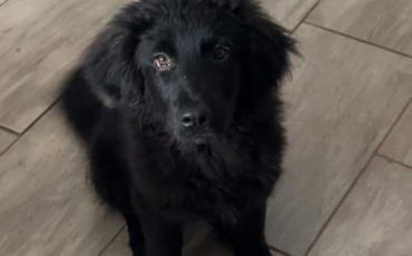 Hast du ein Körbchen frei für Ping?