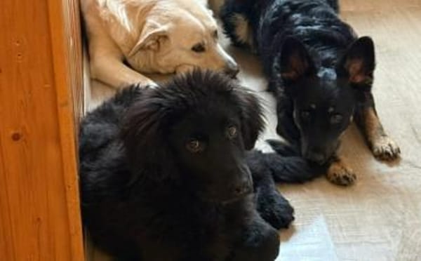 Hast du ein Körbchen frei für Ping?