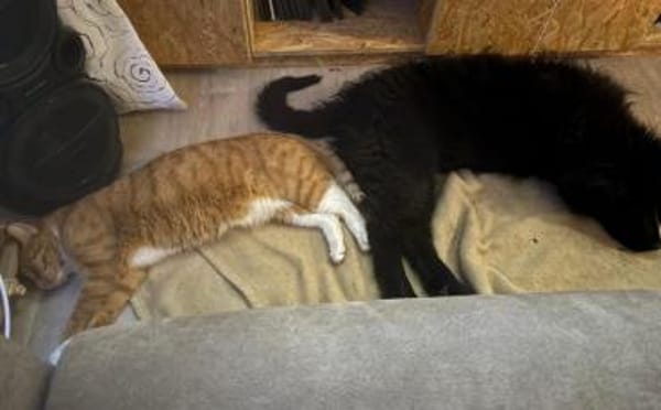 Hast du ein Körbchen frei für Ping?