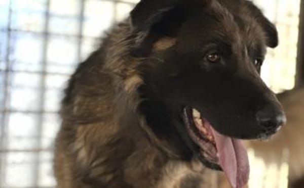 Ares sucht erfahrenes Zuhause