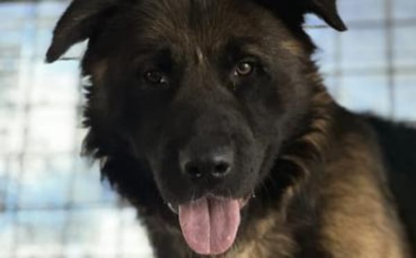 Ares sucht erfahrenes Zuhause