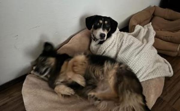 Blueberry sucht ihre Traumfrau