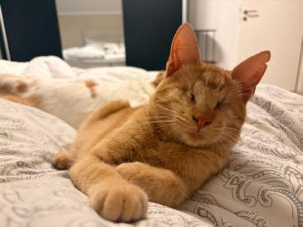 Unser besonderes Katzenseelchen Samson