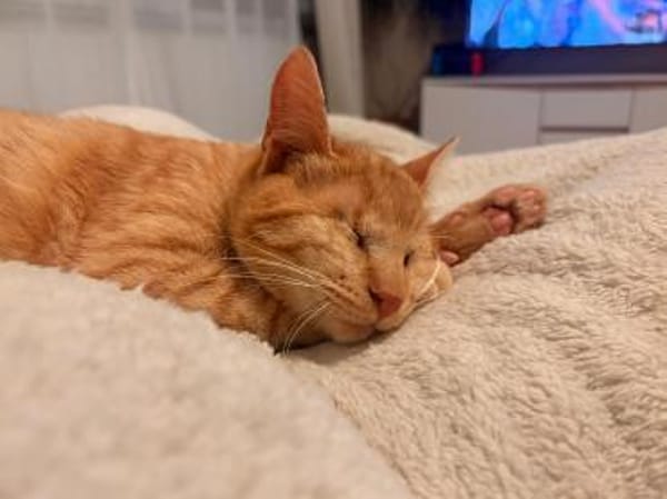Unser besonderes Katzenseelchen Samson